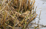 Bearded Parrotbill