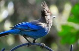 Stellar's Jay