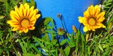 Annuals
