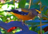 Evening Grosbeak