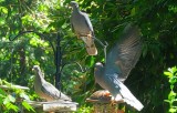 Band-Tailed Pigeon