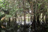 BESUCH EINER INDIANERSIEDLUNG IM REGENWALD AM RIO NEGRO: 14.02.2017