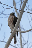 Sharp-shinned Hawk