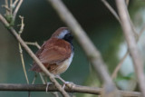 Antbirds and Antshrikes