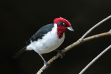 Seedeaters, Finches and Cardinals