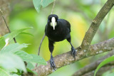 Blackbirds, Anis, Orioles and Oropendolas
