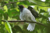 Flycatchers, Bellbird and Peppershrikes