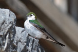 Violet-green Swallows