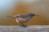 Rock Wren