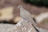 Mourning Dove
