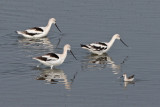 American Avocets