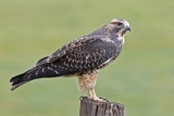 Red-tailed Hawk