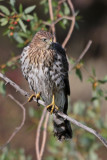 Cooper's Hawk