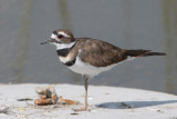 Killdeer