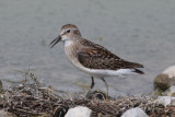 Least Sandpiper