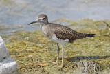 Solitary Sandpiper