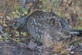 Dusky Grouse