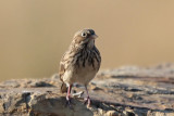 Vesper Sparrow