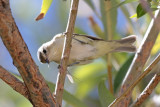 Warbling Vireo