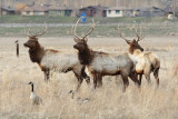 Elk
