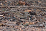 Golden-crowned Sparrow