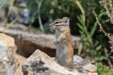 Uinta Chipmunk