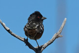 Spotted Towhee