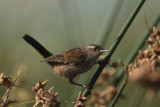 Marsh Wren