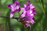 Plants and flowers
