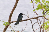 Black Drongo
