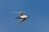 Terns