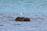 Shorebirds and Wading Birds
