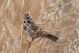Song Sparrow