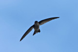 Birds of the forests and towns