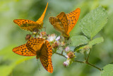 Silver-washed Fritillary