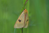 Butterflies and Moths