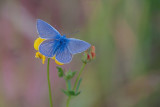 Blues