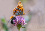 Butterflies and Moths