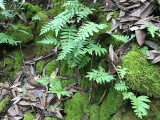 California Polypody (Polypodium californicum)