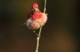 Frazzled!