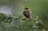 Flycatcher ID ??