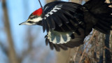 Pileated Exit