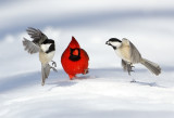 Three's A Crowd