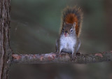 Just Squirrels