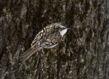 Brown Creepers