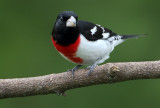 RBGB