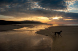 9th June 2018 hound on the beach