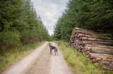 30th August 2018 forest trail