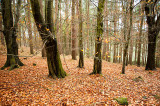treemendous