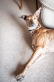 Lola
